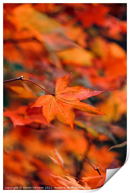 autumn acer colour Print by Simon Johnson