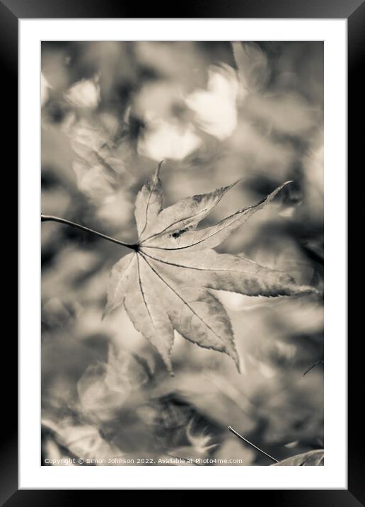 acer leaf in black and white Framed Mounted Print by Simon Johnson