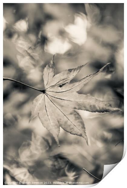 acer leaf in black and white Print by Simon Johnson
