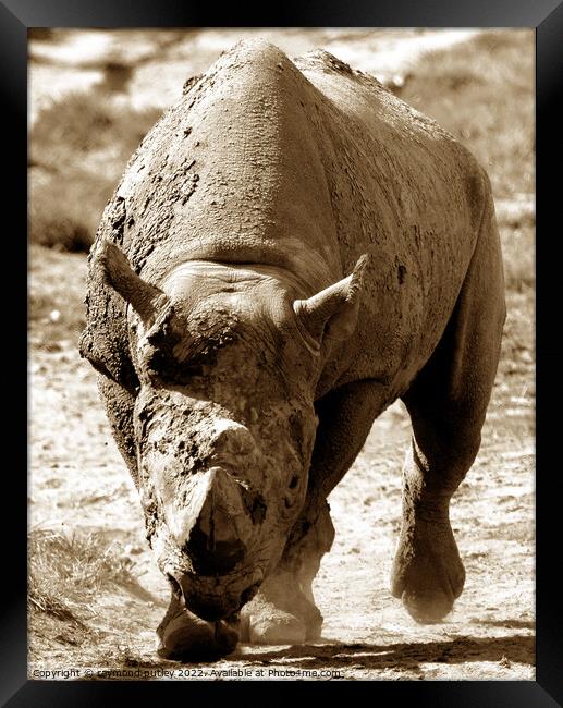 Rhino  Framed Print by Ray Putley