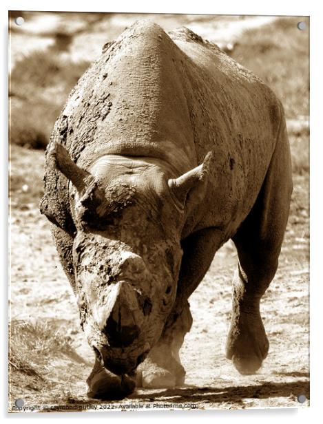 Rhino  Acrylic by Ray Putley