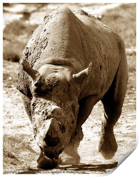 Rhino  Print by Ray Putley