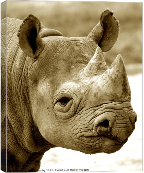 Black Rhinoceros Canvas Print by Ray Putley