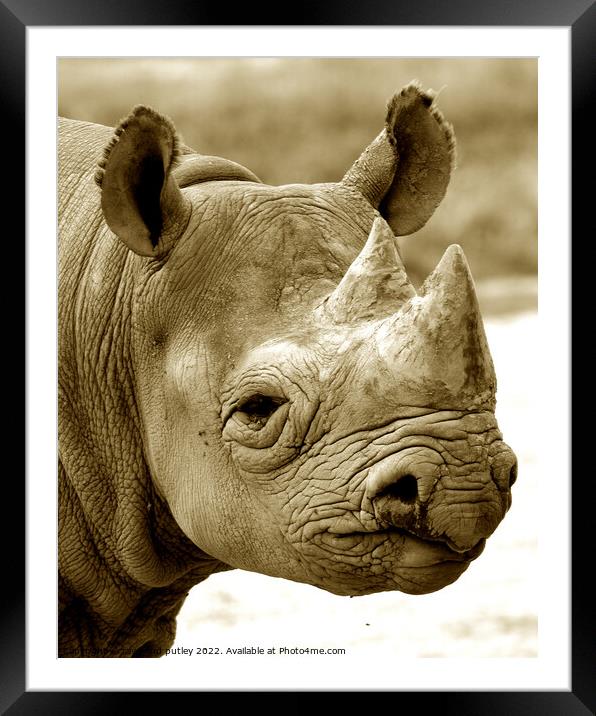 Black Rhinoceros Framed Mounted Print by Ray Putley