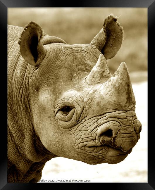 Black Rhinoceros Framed Print by Ray Putley