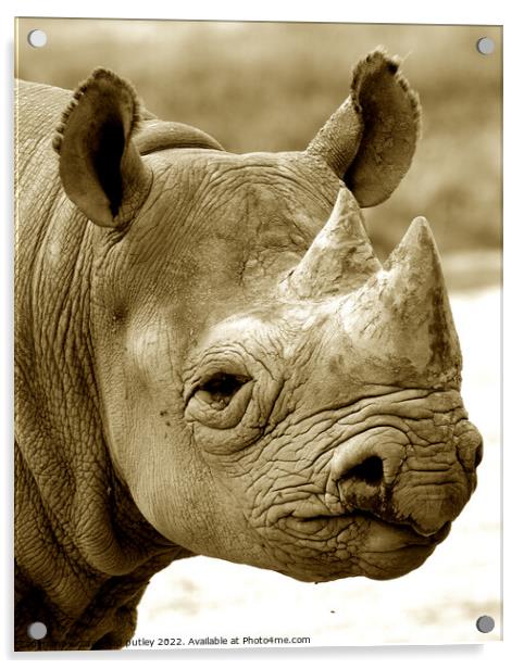 Black Rhinoceros Acrylic by Ray Putley