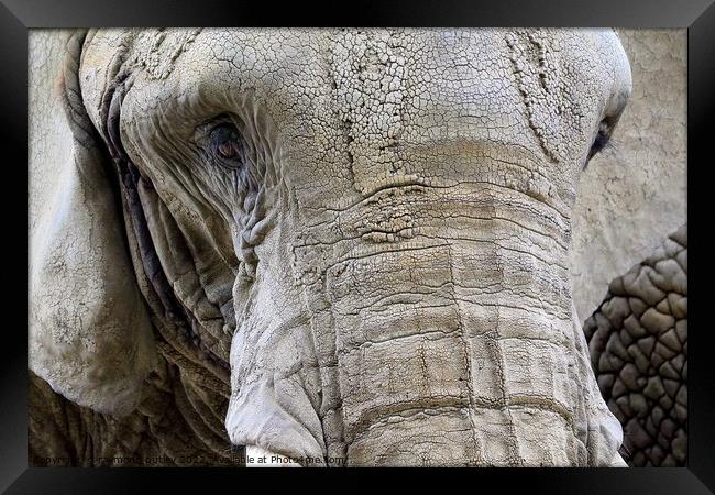 Elephant Portrait Framed Print by Ray Putley