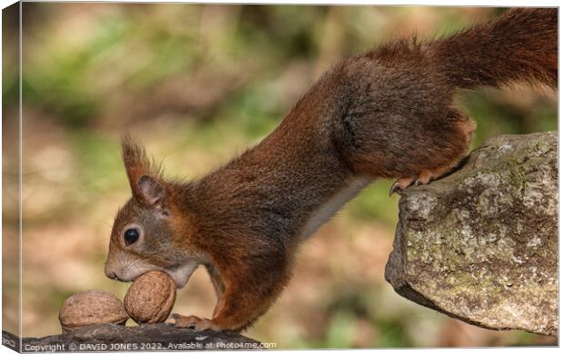 The squirrels nuts Canvas Print by DAVID JONES