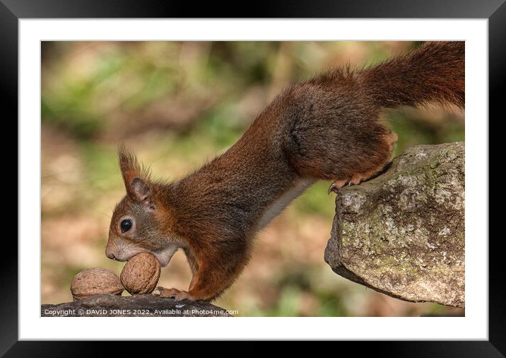The squirrels nuts Framed Mounted Print by DAVID JONES
