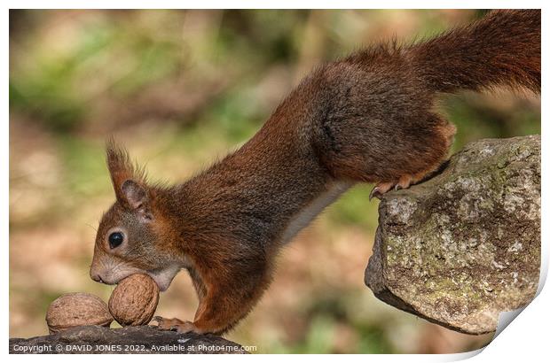 The squirrels nuts Print by DAVID JONES