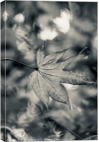 Acer leaf in black and white Canvas Print by Simon Johnson