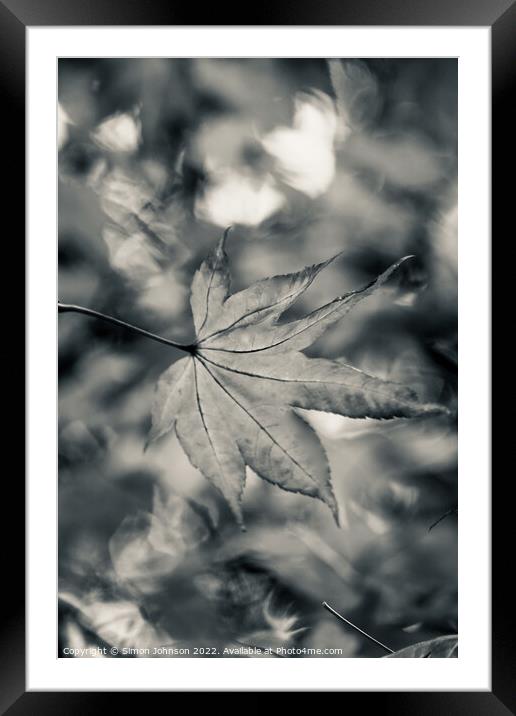 Acer leaf in black and white Framed Mounted Print by Simon Johnson