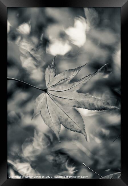 Acer leaf in black and white Framed Print by Simon Johnson