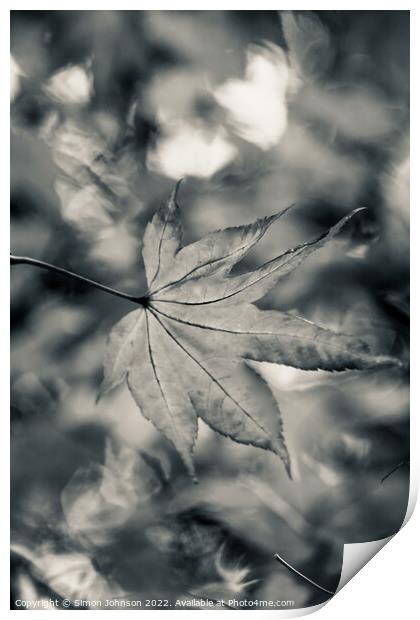 Acer leaf in black and white Print by Simon Johnson