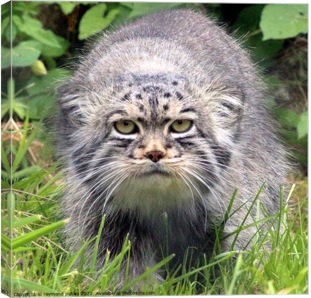 Pallas Manul Cat Canvas Print by Ray Putley
