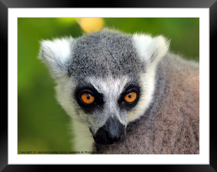 Ring Tailed Lemur Portrait Framed Mounted Print by Ray Putley