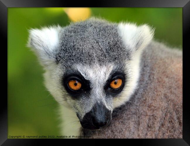 Ring Tailed Lemur Portrait Framed Print by Ray Putley