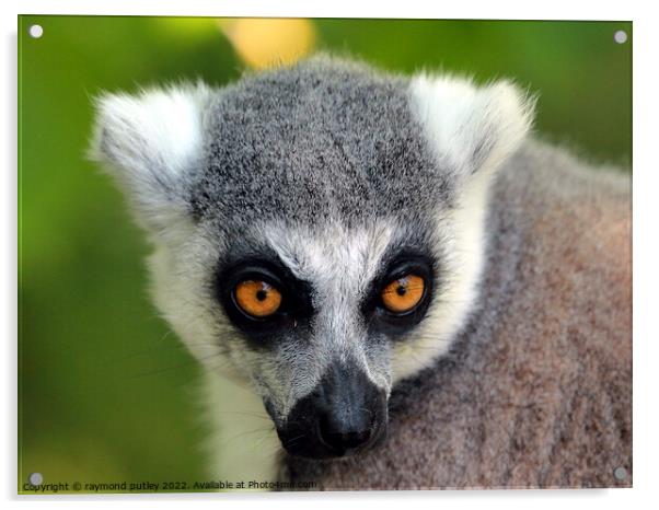 Ring Tailed Lemur Portrait Acrylic by Ray Putley