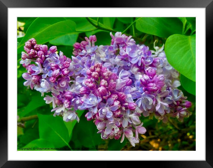 Lilac Framed Mounted Print by Stephanie Moore