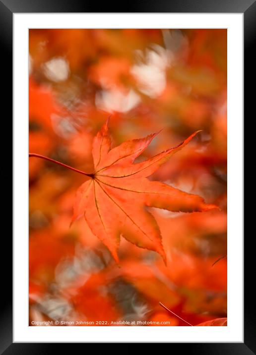 Autumn acer  leaves Framed Mounted Print by Simon Johnson