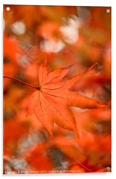 Autumn acer  leaves Acrylic by Simon Johnson