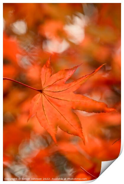 Autumn acer  leaves Print by Simon Johnson
