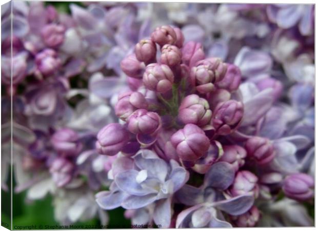 Lilac flowers and buds Canvas Print by Stephanie Moore