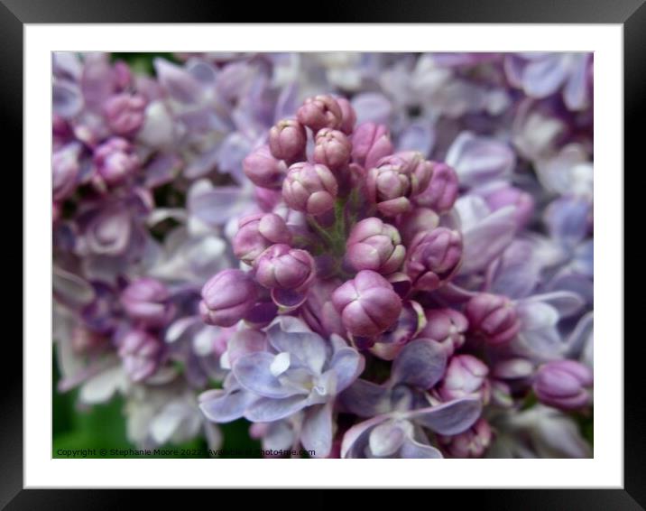 Lilac flowers and buds Framed Mounted Print by Stephanie Moore