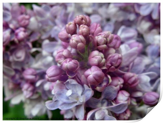 Lilac flowers and buds Print by Stephanie Moore