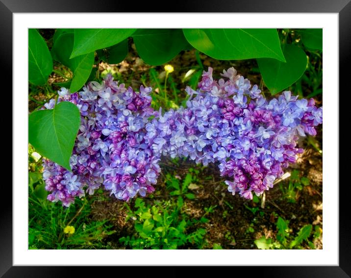 Lilacs in the shade Framed Mounted Print by Stephanie Moore