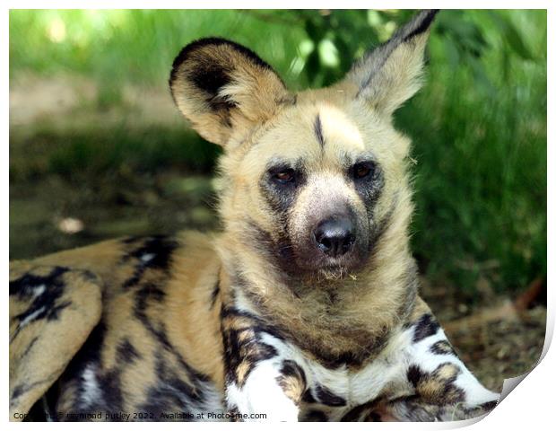African Wild Hunting Dog Print by Ray Putley