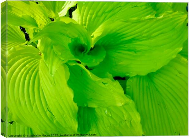 Plant leaves Canvas Print by Stephanie Moore