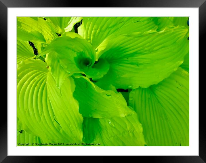 Plant leaves Framed Mounted Print by Stephanie Moore