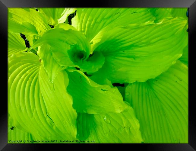 Plant leaves Framed Print by Stephanie Moore