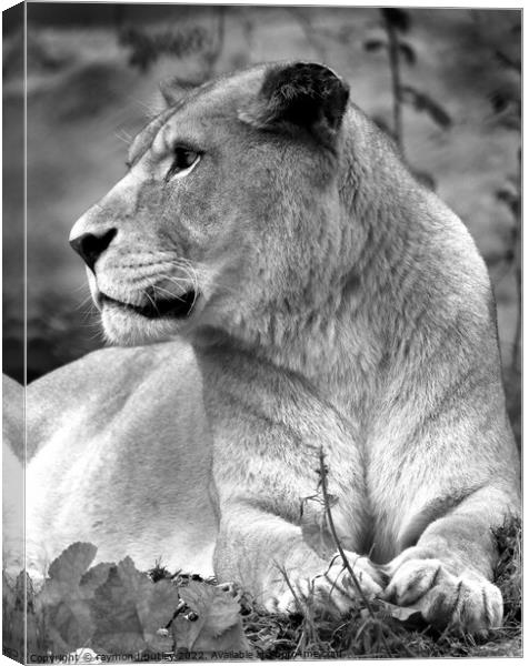 African Lion Canvas Print by Ray Putley