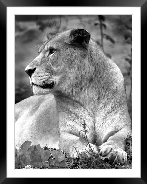African Lion Framed Mounted Print by Ray Putley