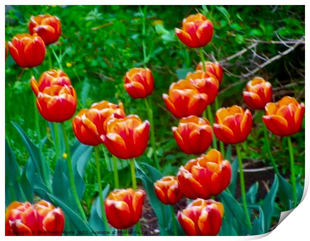 Orange Tulips  Print by Stephanie Moore