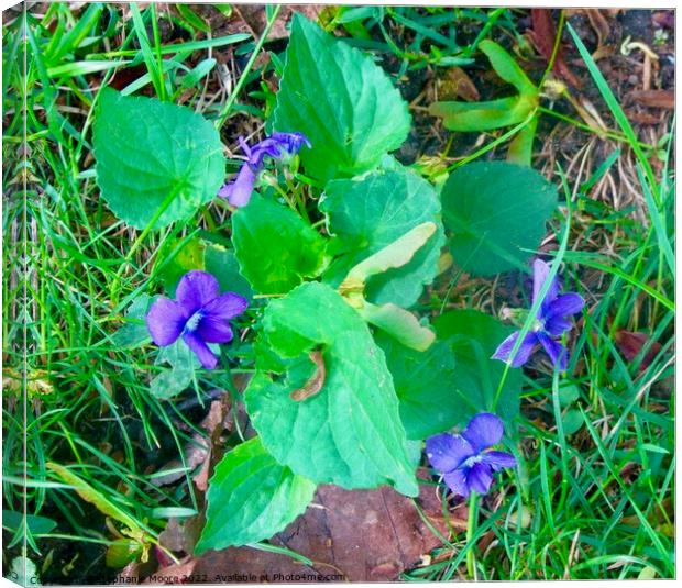 Purple violets Canvas Print by Stephanie Moore