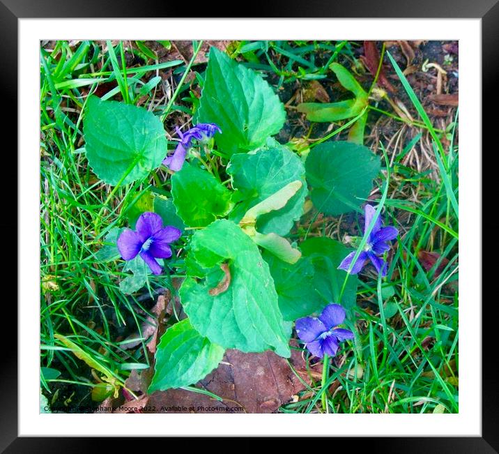 Purple violets Framed Mounted Print by Stephanie Moore