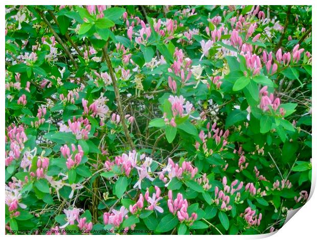 Pink Honeysuckle Print by Stephanie Moore