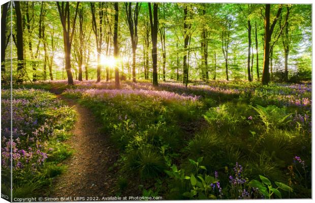 Dawn sunrise in bluebell forest in England Canvas Print by Simon Bratt LRPS
