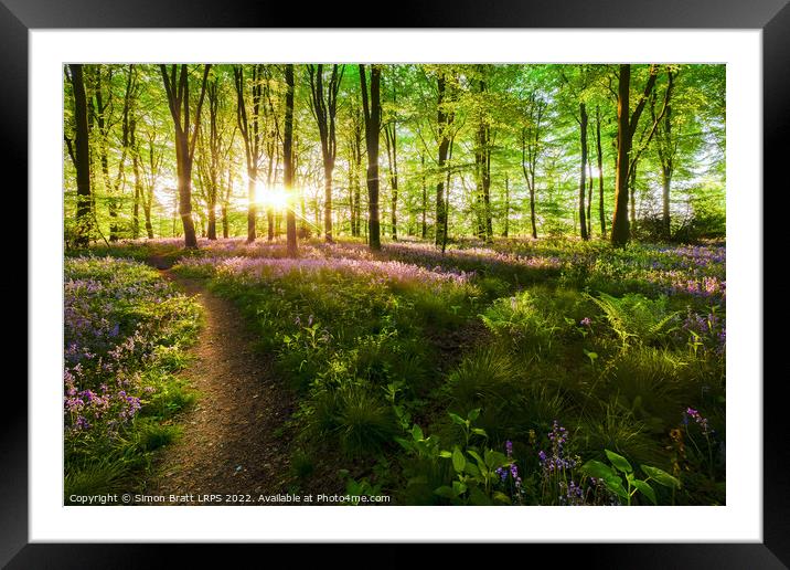 Dawn sunrise in bluebell forest in England Framed Mounted Print by Simon Bratt LRPS