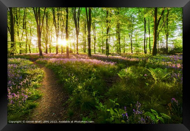 Dawn sunrise in bluebell forest in England Framed Print by Simon Bratt LRPS