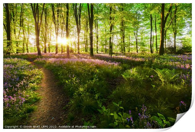 Dawn sunrise in bluebell forest in England Print by Simon Bratt LRPS