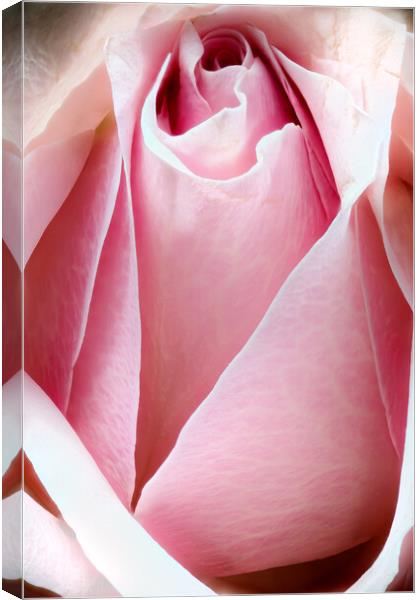 Closeup of a rose Canvas Print by youri Mahieu