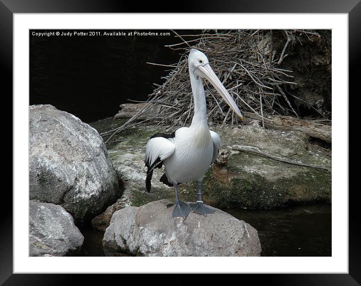 Pelican Pete Framed Mounted Print by Judy Potter