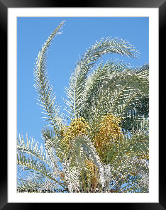 Date Palm Framed Mounted Print by James Hogarth