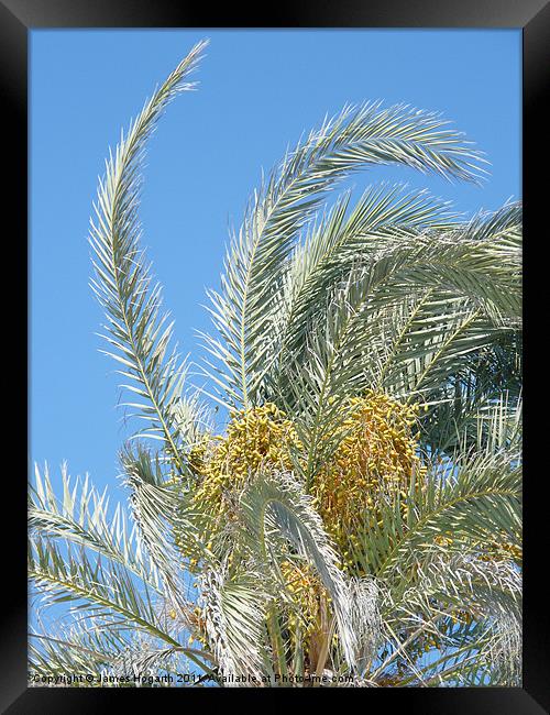 Date Palm Framed Print by James Hogarth