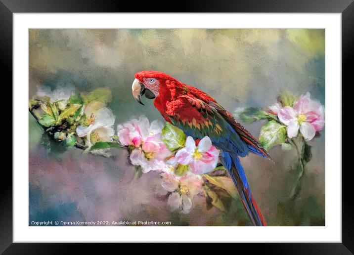 Scarlet Macaw Framed Mounted Print by Donna Kennedy