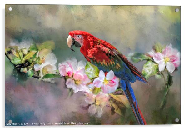 Scarlet Macaw Acrylic by Donna Kennedy